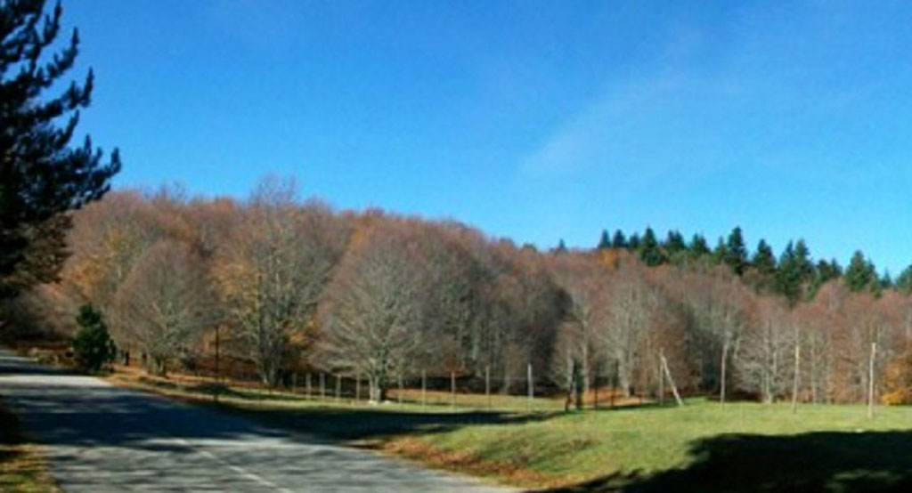 Foreste Sila e Alpi del Mediterraneo candidate italiane alla lista del Patrimonio Mondiale dell'Unesco