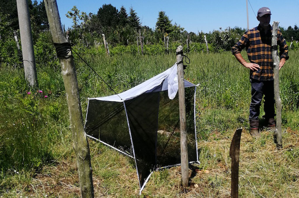 Salvaguardia degli impollinatori, il Parco dell’Aspromonte avvia il progetto “Simpara”