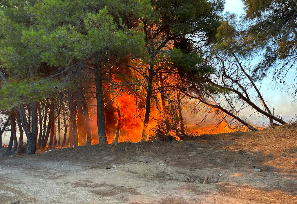 Ancora fiamme nella pineta di Sovereto a Isola Capo Rizzuto 