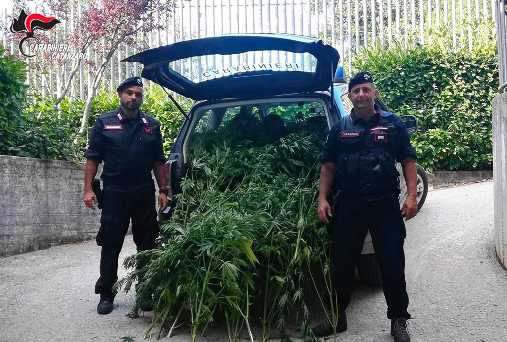 Controlli nel Reventino: scoperta piantagione di cannabis, 8 denunce