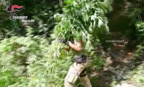 Marijuana dalla Calabria a Cortina d'Ampezzo, sequestrate 13 milioni di dosi nel reggino - VIDEO