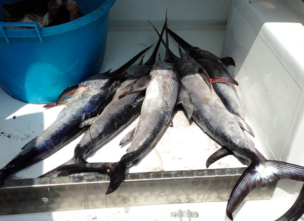 Guardia Costiera sequestra 30 chili pesce spada sotto misura a Roseto Capo Spulico  