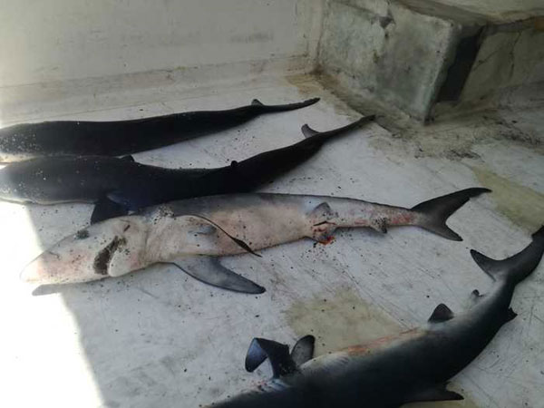 Carcasse di sette squaletti blu trovate su spiaggia nel crotonese