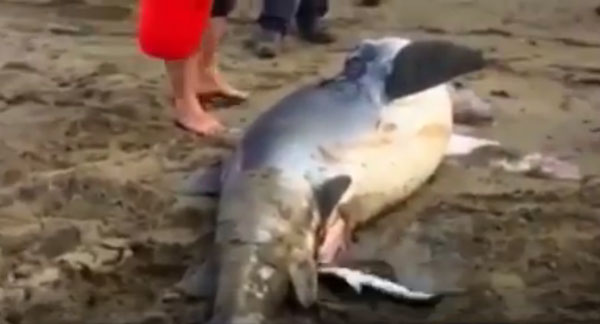 Squalo in fin di vita partorisce 54 cuccioli su una spiaggia del cosentino