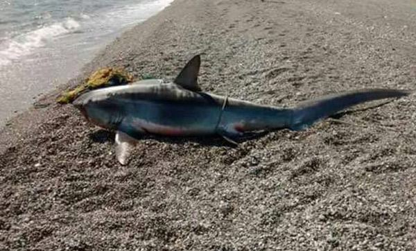 Piccolo squalo trovato a Roccelletta di Borgia da pescatori