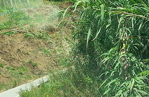 strada119062020.jpg