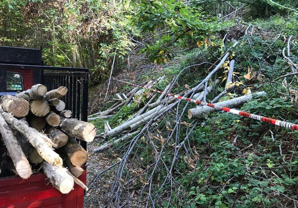 Tagliavano alberi per legna in terreni comunali, 2 denunce nel cosentino