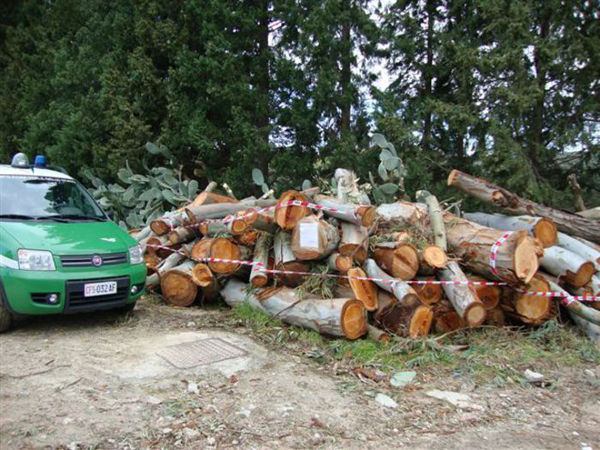Calabria: tagliati 100 alberi di eucalipto, una denuncia 