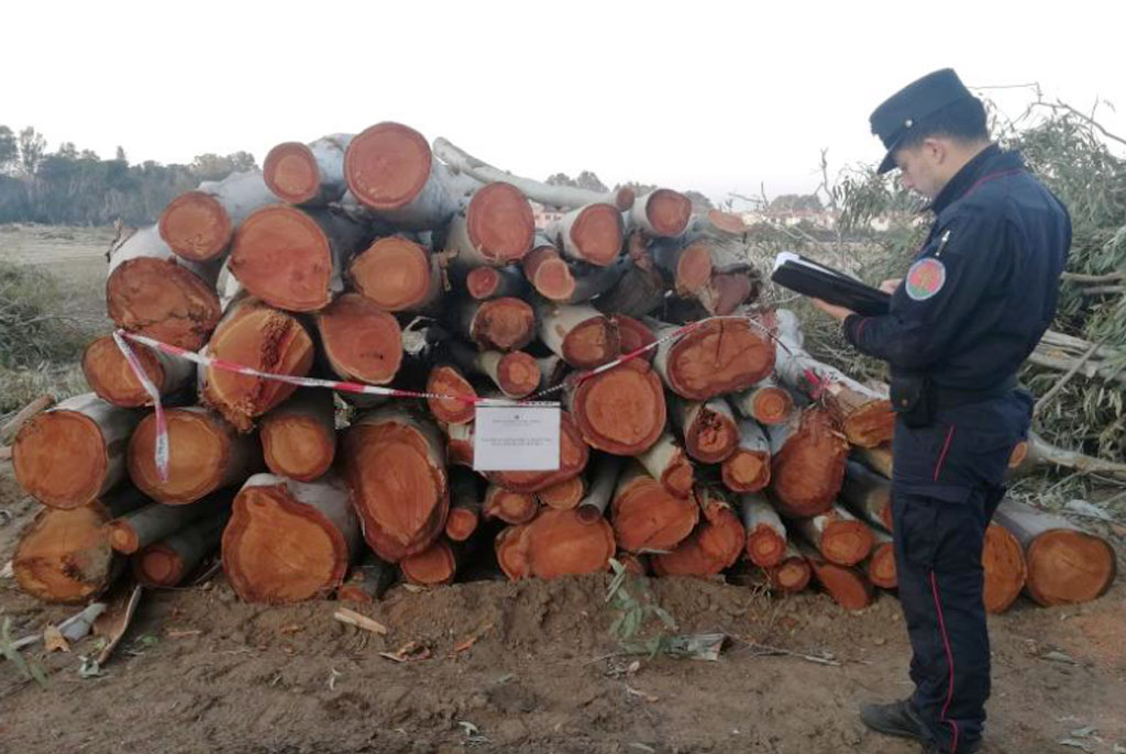 Tagliano 164 piante in area sottoposta a vincolo paesaggistico ambientale a Pizzo, denunciati