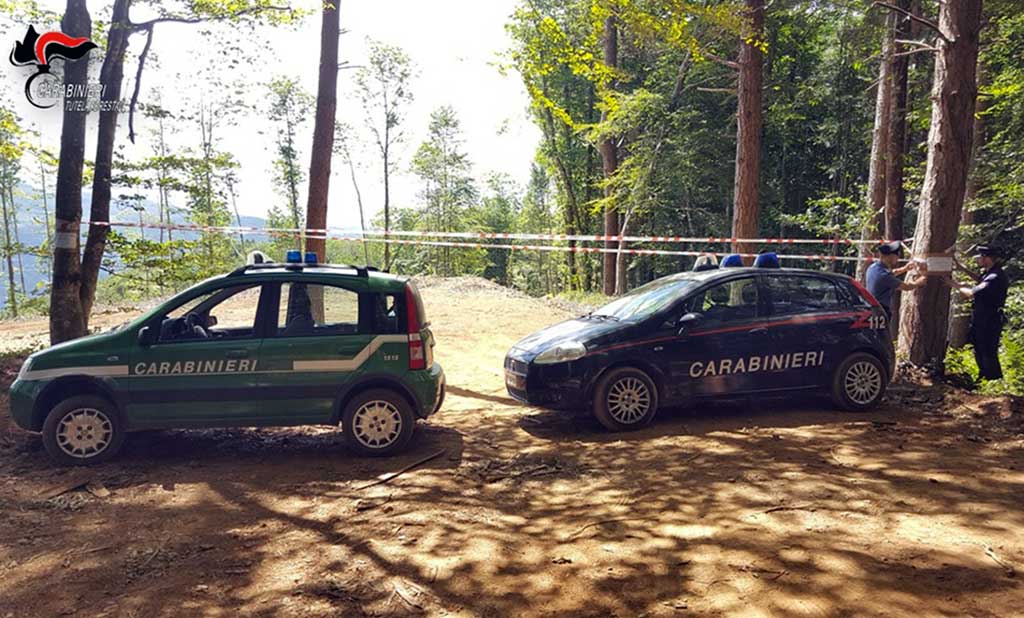 Lamezia, taglio abusivo di piante: denunciata una ditta boschiva 
