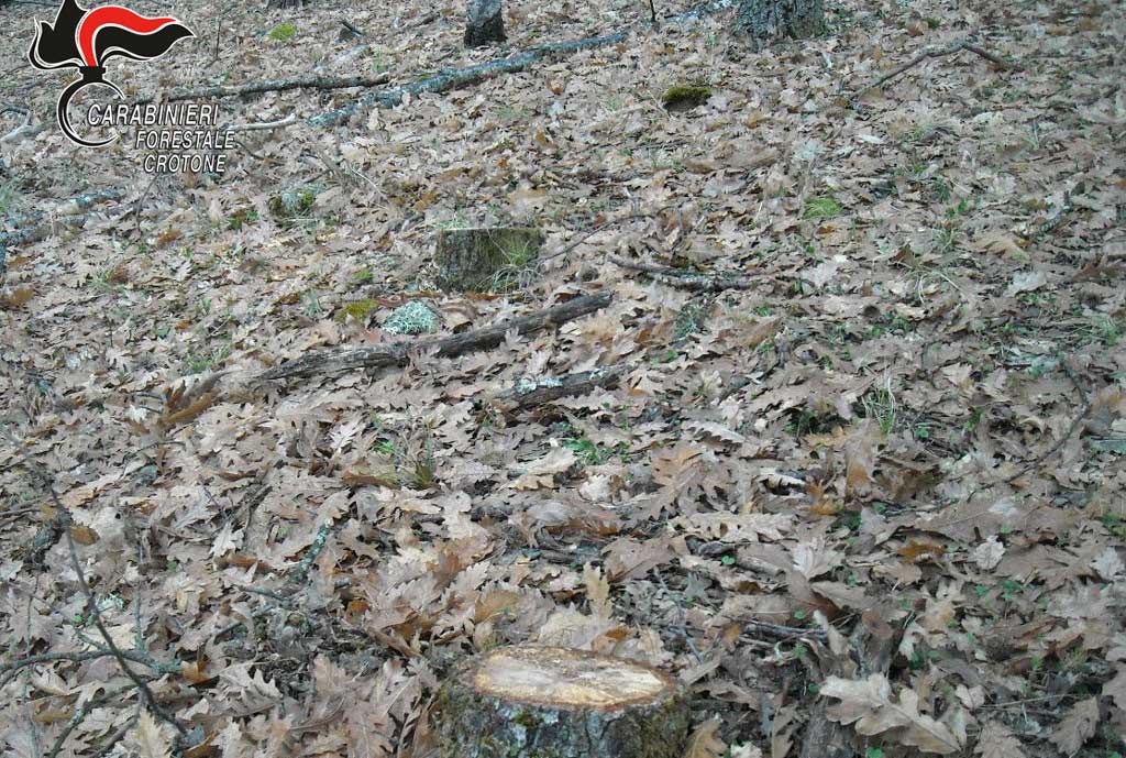 Taglio illegale di alberi a Mesoraca, una denuncia 