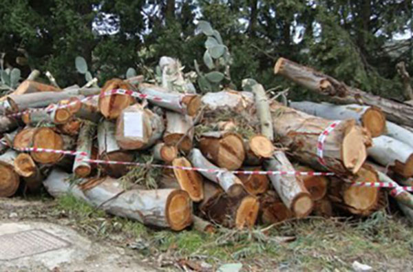 Tagliavano alberi nel letto di un fiume, 3 arresti nel cosentino 