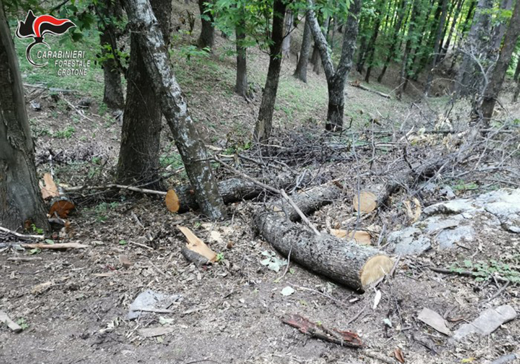 Taglio illegale alberi in area demaniale, una denuncia a Petilia Policastro