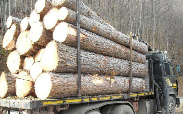 Calabria: Tagliano pini secolari in Parco Sila, due denunciati 