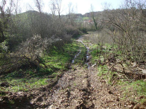 Taglio abusivo alberi, una denuncia nel cosentino