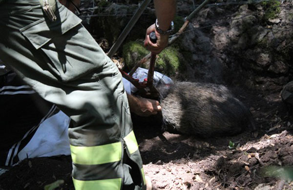 Catturano con lacci e uccidono cinghiale a Gimigliano, 4 denunce