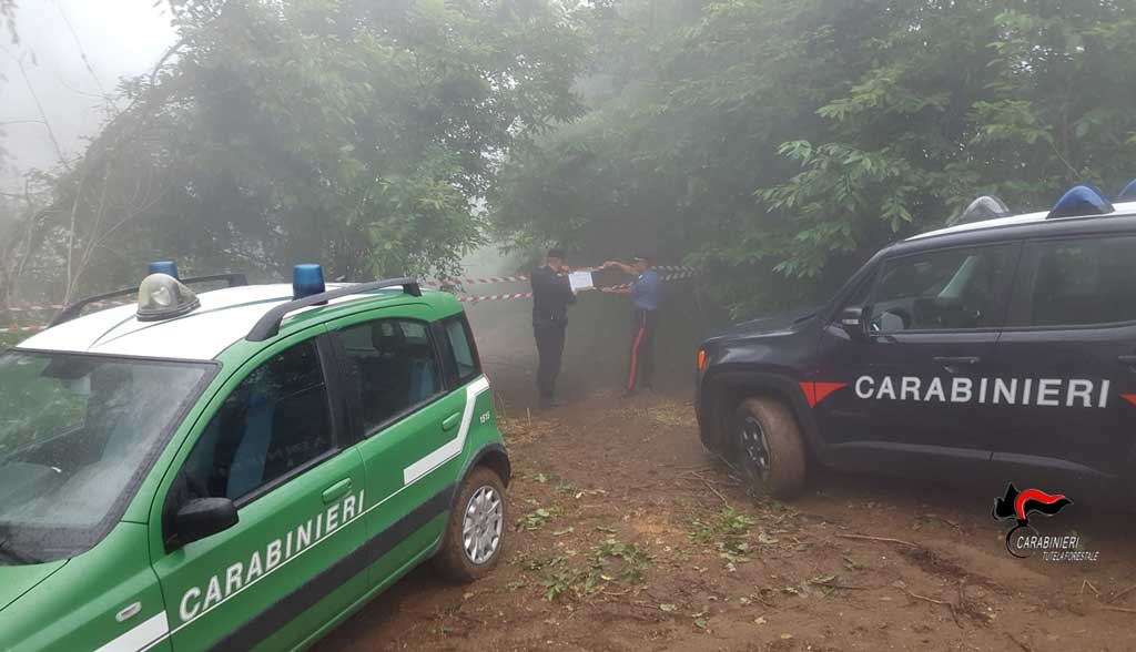 Taglio abusivo di piante in un bosco di ontano, sequestri a Platania 