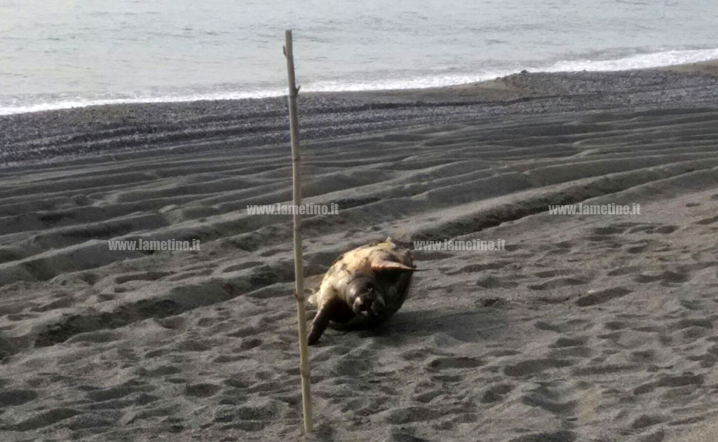 Lamezia, trovata carcassa di tartaruga su spiaggia “Cafarone”
