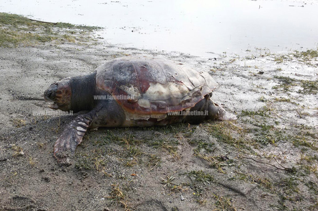 Lamezia, dopo mareggiata trovata morta tartaruga caretta-caretta su spiaggia Cafarone
