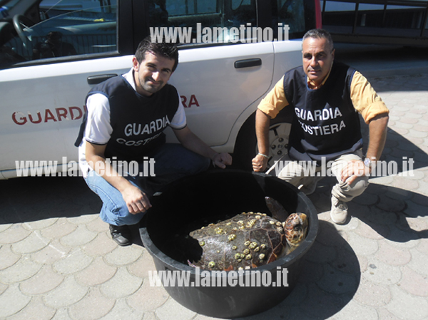 Calabria: Tartaruga “caretta caretta” soccorsa a Cariati