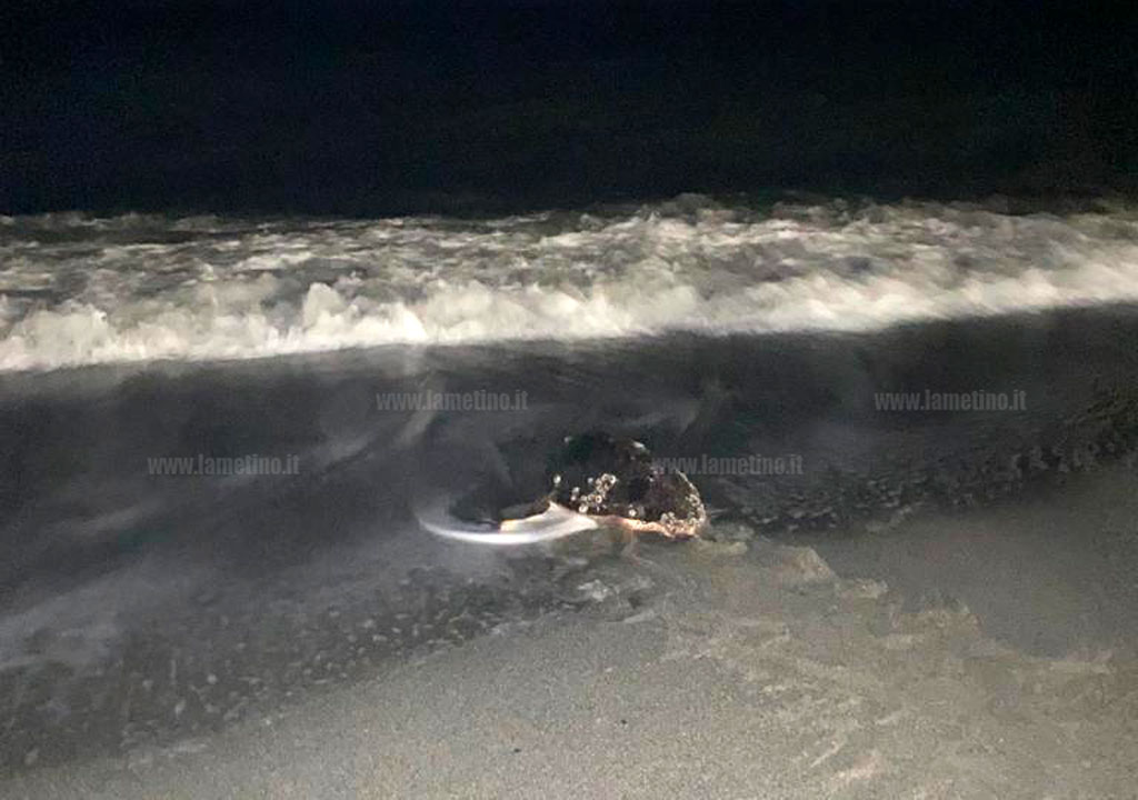 Tartaruga Caretta Caretta depone uova tra lo stupore dei presenti su spiaggia a Nocera Terinese - VIDEO