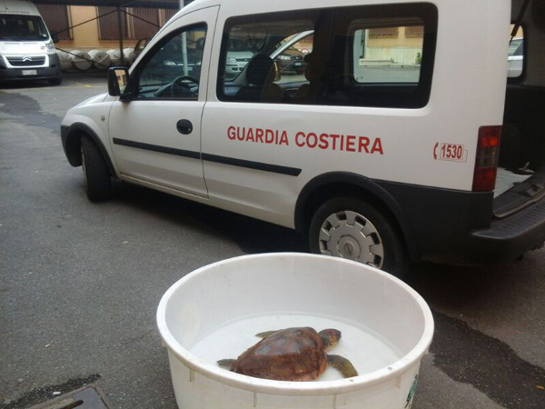 Calabria: Guardia costiera soccorre tartaruga "caretta caretta" nel vibonese