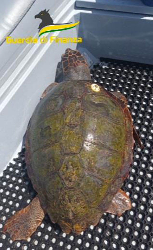 tartaruga-caretta-caretta-salvata-briatico_0fd7d.jpg