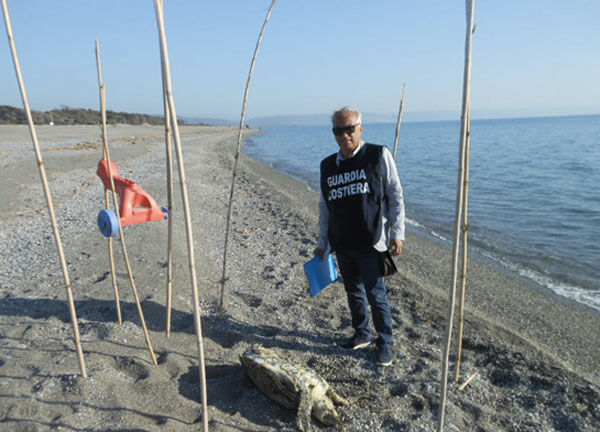 tartaruga-caretta-ginepri-maggio-2014.jpg