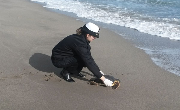 Calabria: Due tartarughe Caretta liberate in mar Jonio