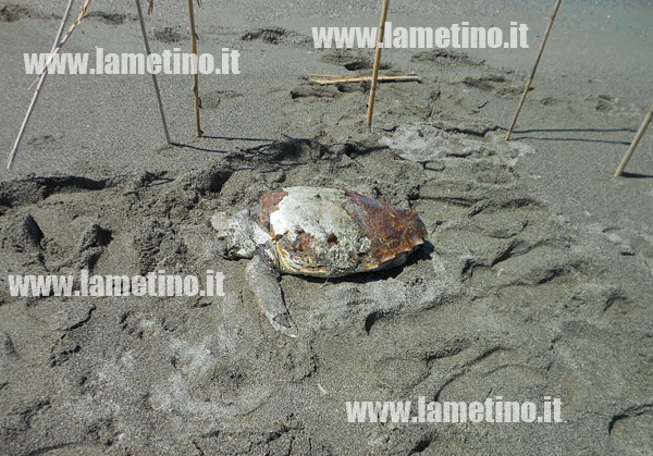 tartaruga-caretta-su-spiaggi-agizzeria-2014-2.jpg