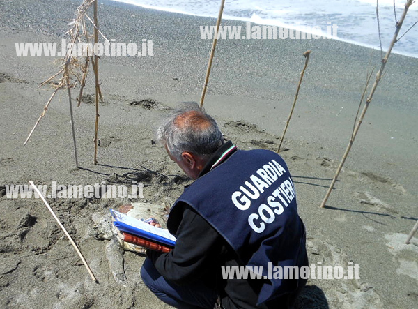 tartaruga-caretta-su-spiaggi-agizzeria-2014-3.jpg