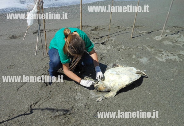 Calabria: Rinvenuta altra tartaruga Caretta su spiaggia Gizzeria
