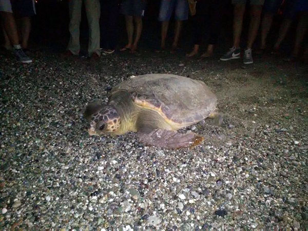 Tartaruga Caretta Caretta depone uova su spiaggia nel cosentino