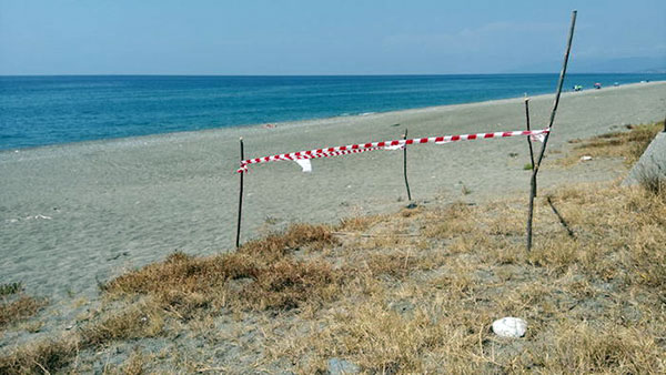 tartaruga-depone-uova-cosenza.jpg