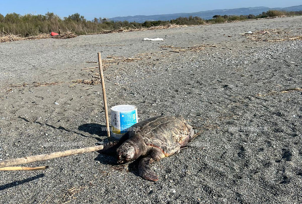 tartaruga-morta-cafarone-144248.45_dc685.jpg
