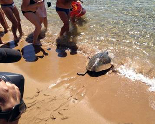 Calabria: Tartaruga rimessa in mare dopo cure
