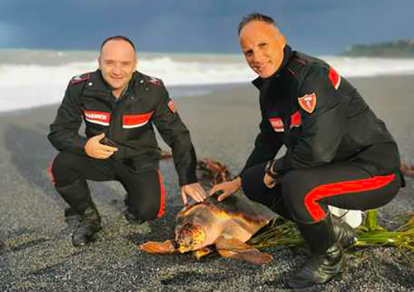 Tartaruga Caretta Caretta impigliata in una rete salvata dai carabinieri a Scalea