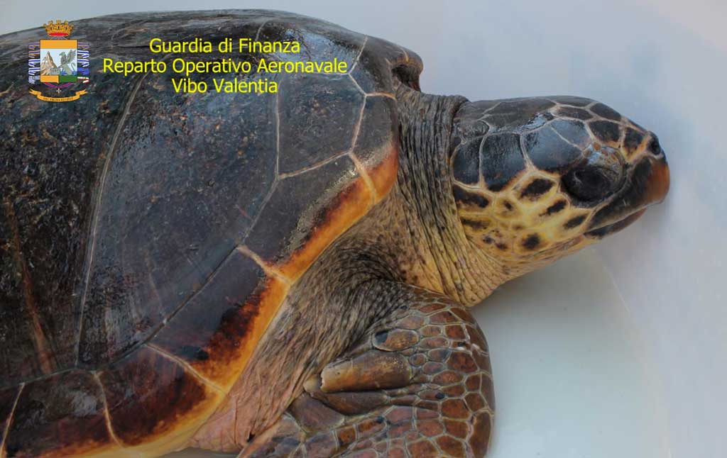 Tartaruga "Caretta Caretta" con plastica nello stomaco salvata e liberata nel vibonese 