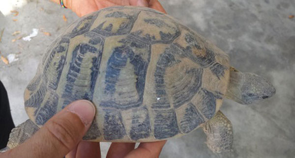 tartaruga-specie-protetta-.jpg