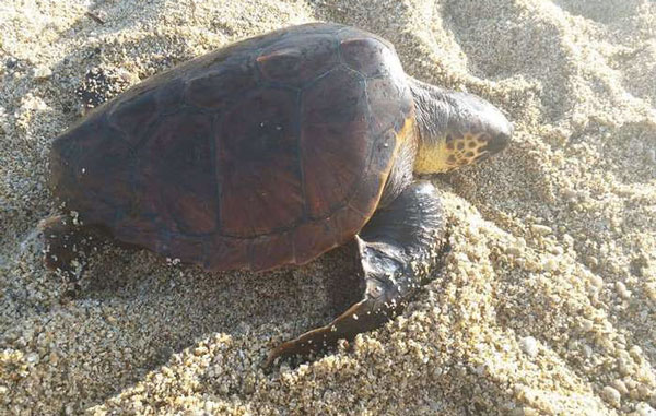 Tartaruga Caretta Caretta depone uova su spiaggia Monasterace