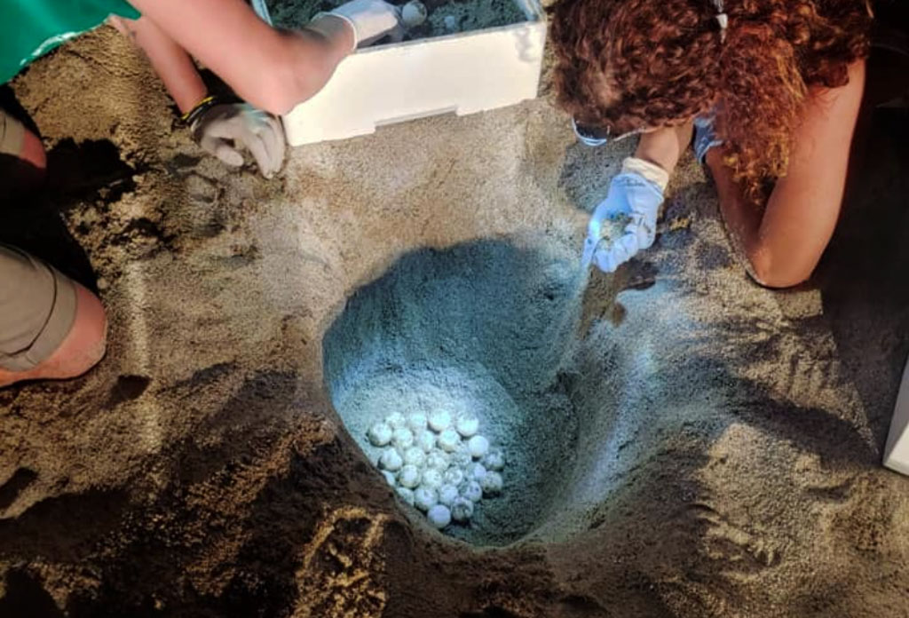 Trovati durante l'estate 83 nidi "caretta caretta" sulle coste calabresi