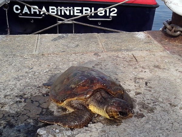Calabria: Tartaruga impigliata in reti pesca soccorsa nel crotonese