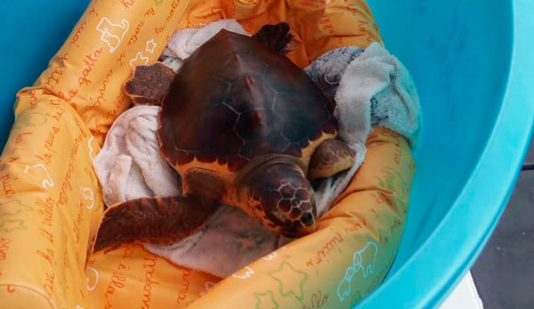 Lamezia, tartaruga caretta caretta liberata in mare dopo cure 