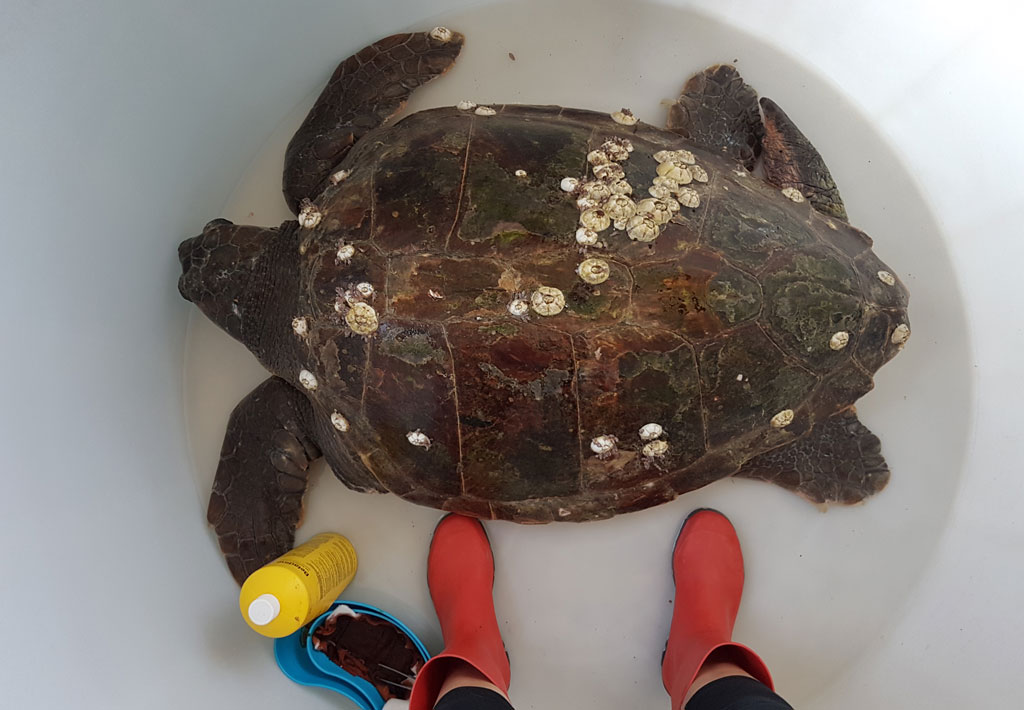 Recuperato grosso esemplare di Caretta Caretta a largo stretto di Messina