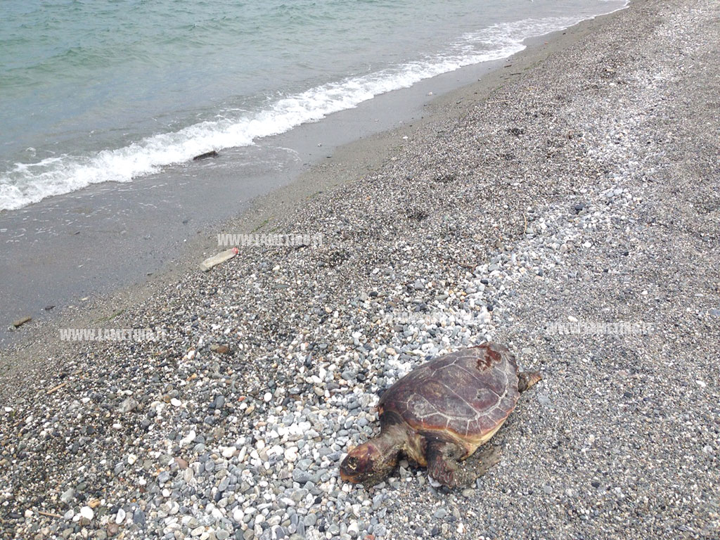 Lamezia: altra tartaruga morta in località Cafarone
