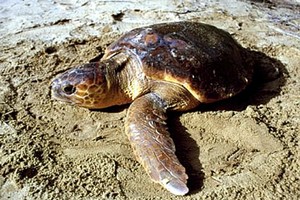 Calabria: Tartaruga spiaggiata salvata da Guardia Costiera
