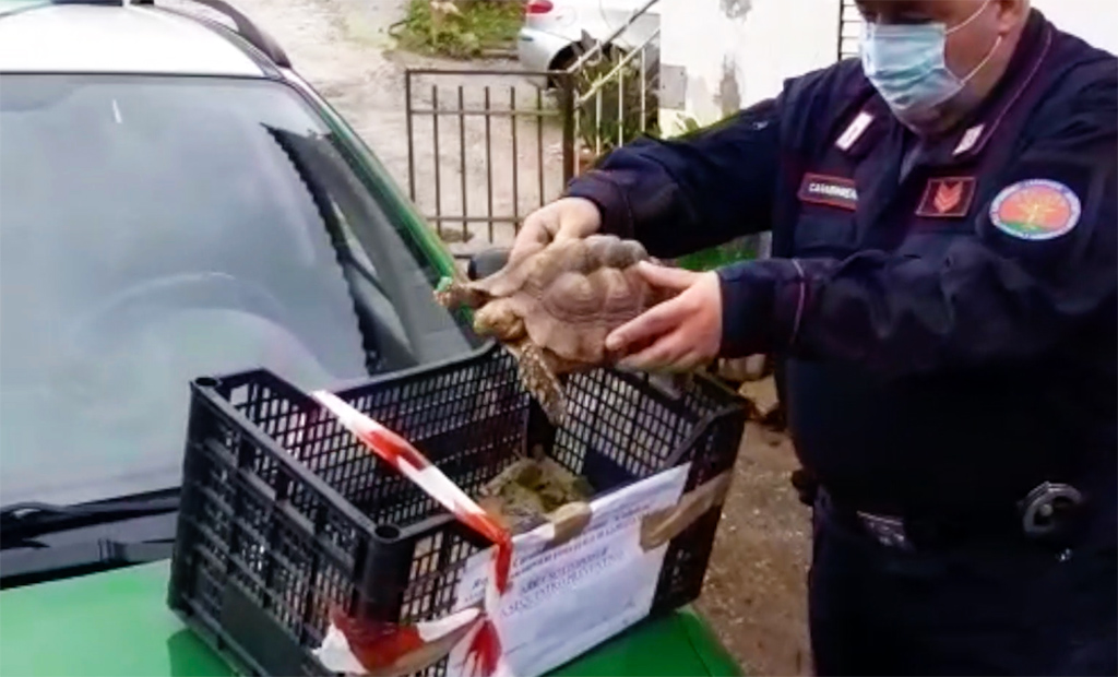 Lamezia, dalla detenzione di animali protetti alle discariche abusive: denunce e sequestri - VIDEO