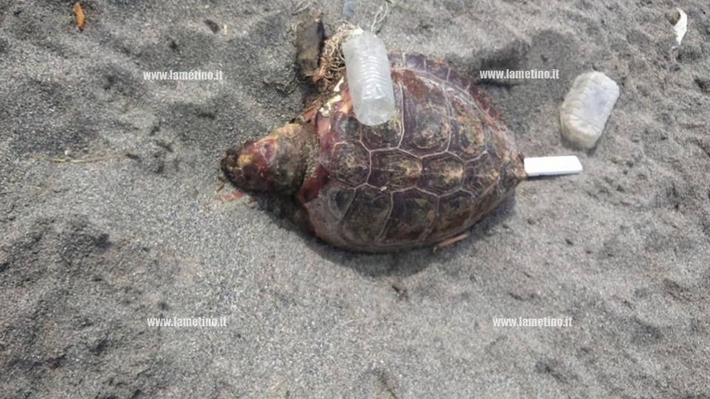 Lamezia: nuova carcassa di Caretta Caretta rinvenuta sulla spiaggia in località Cafarone