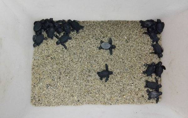 Guardia costiera salva tartarughine della specie Caretta Caretta nel reggino 