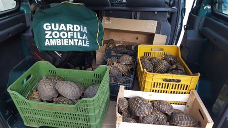 Custodiva 88 tartarughe specie protetta, denunciato 21enne a Cirò